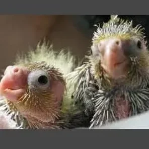 A - Other Mutations