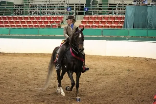 Morgan Southern States Regional Show