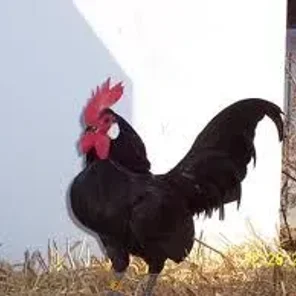 Dutch Bantam