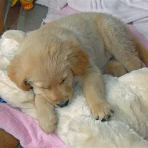It's tiring being a puppy