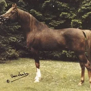 IBN GALAL