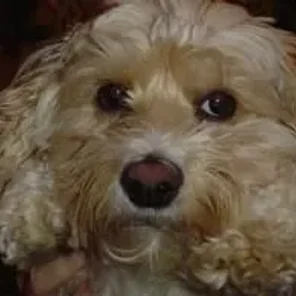 Cock-A-Chon (Designer Dog)