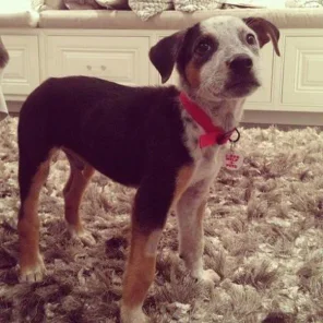 Doggone! Kardashian Family Pets Disappear Into Thin Air
