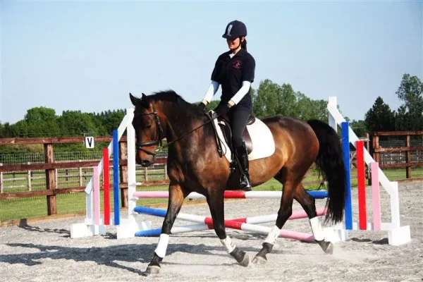Horse (Danish warmblood)