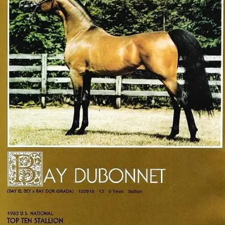 Bay Dubonnet