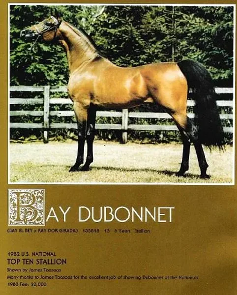 Bay Dubonnet