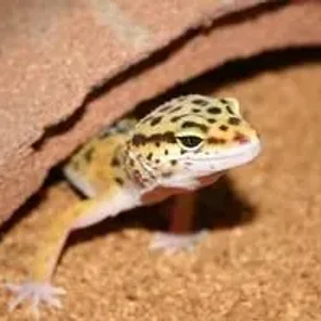 Lickin' Lizard