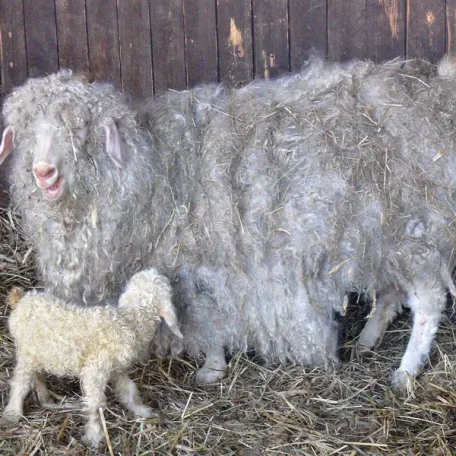 The Angora goat (Turkish: Ankara keçisi) is a breed of domestic goat that is named for Ankara, Turkey, historically known as Angora. Angora goats produce the lustrous fibre known as mohair.