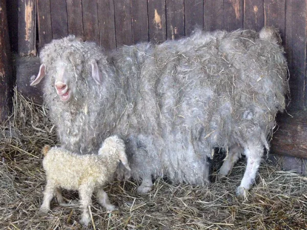 The Angora goat (Turkish: Ankara keçisi) is a breed of domestic goat that is named for Ankara, Turkey, historically known as Angora. Angora goats produce the lustrous fibre known as mohair.