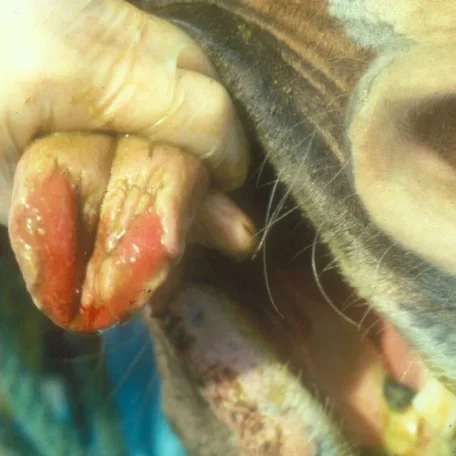 Vesicular stomatitis is an acute viral vesicular disease of cattle, horses, deer and pigs (and occasionally humans).