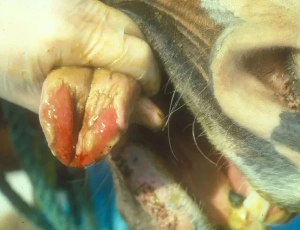 Vesicular stomatitis is an acute viral vesicular disease of cattle, horses, deer and pigs (and occasionally humans).