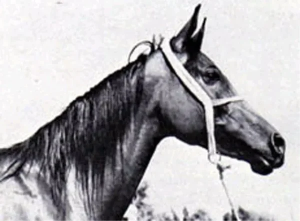 EL BATAA