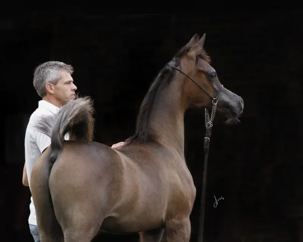 EXXALT
(Excalibur EA × Vesperra)
2014 Grey Purebred Arabian Colt
