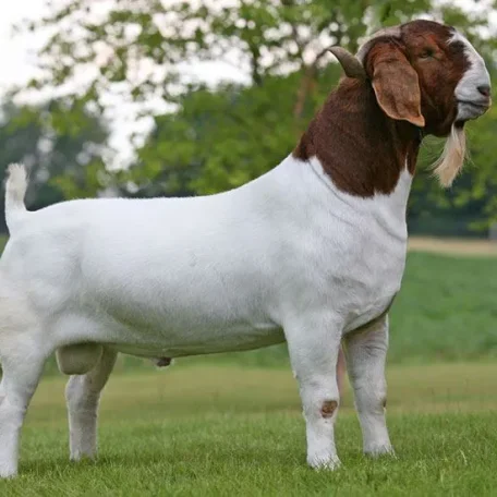 Boer Goats