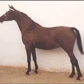 CANTINERA II