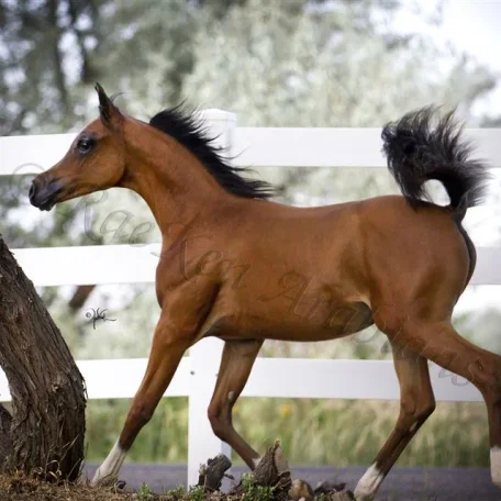 Pogroms Fantasia RKA Sire: *Pogrom [QR Marc (Marwan Al Shaqab)] Dam: Fantasy M [Thee Masterpiece[Padrons Psyche x Menescada] x WB First Edition [Ponomarev x ET Euphoriaa]