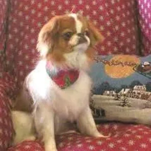 Doxie-Chin (Designer Dog)