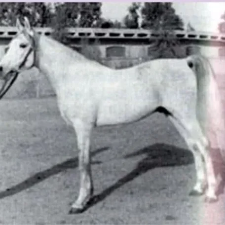 Ibn Maisa