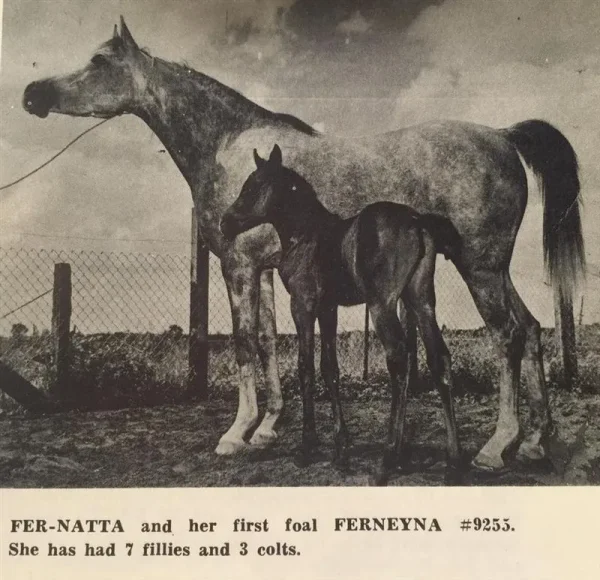Fer-Natta