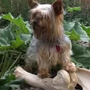 Fourche Terrier (Designer Dog)