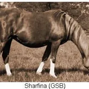 Sharfina