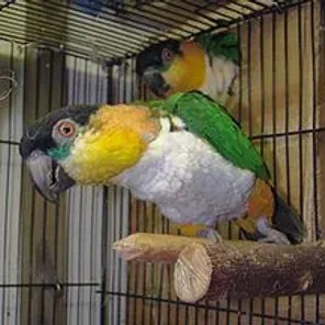 Caiques