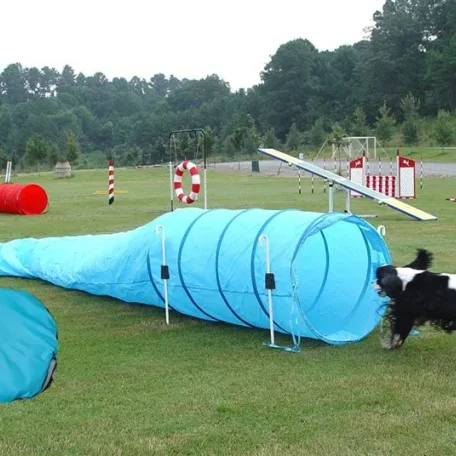 canine agility