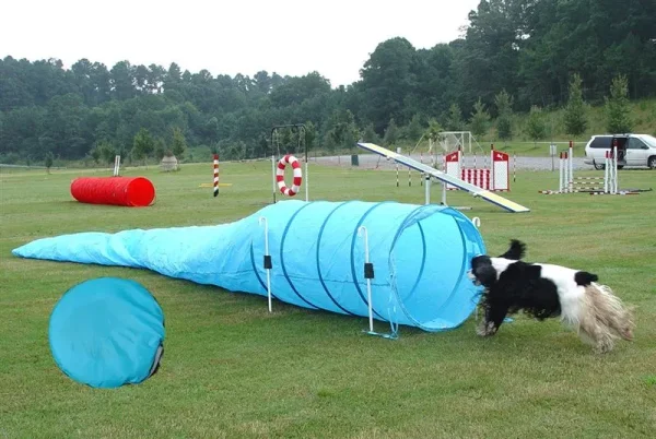 canine agility