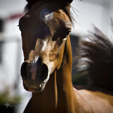 Pogroms Fantasia RKA Foaled: 4/6/2013, Sire: *Pogrom [QR Marc (Marwan Al Shaqab)] Dam: Fantasy M [Thee Masterpiece[Padrons Psyche x Menescada] x WB First Edition [Ponomarev x ET Euphoriaa]