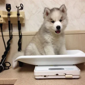 Vet-Visit Questionnaire