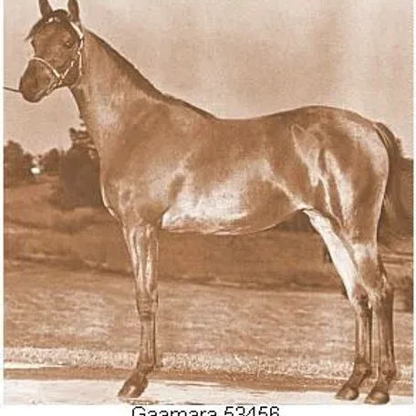 Gaamara