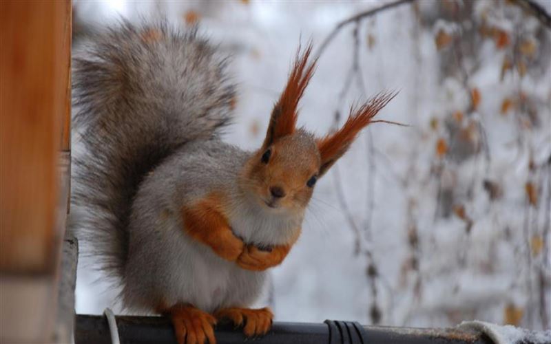 Animals in Winter We Domesticate