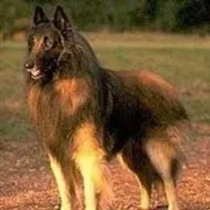 Belgian Shepherd (Tervuren)