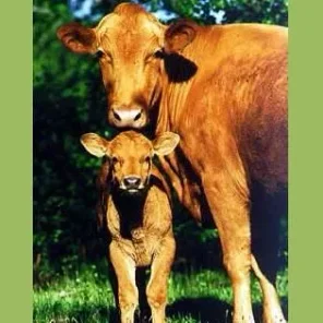 Swedish Red Polled