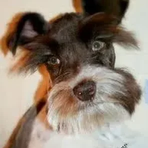 Confetti Australian Shepherd (Designer Dog)