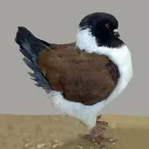 Modena Pigeon