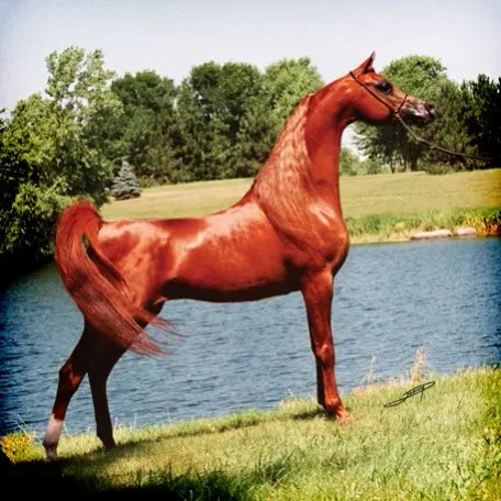 Luxemere Tulio (Trussardi x LM Magnified) and the influence of the beauty and color genes found in his breeding…Trussardi “out of Precious as Gold” and LM Magnified “by Magnum Psyche”.