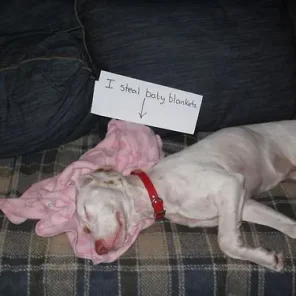Naughty Dogs