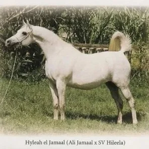 Hyleah el Jamaal