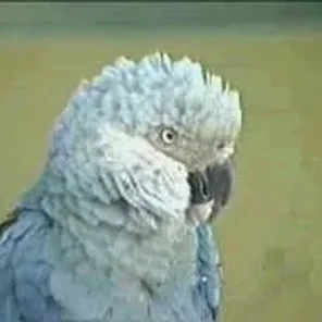 Glaucous Macaw