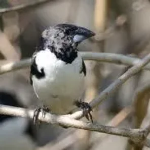 Magpie Manakin