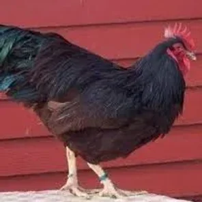 Single Comb Rhode Island Red