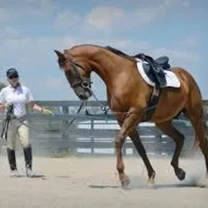Longeing (Lunging) Your Horse