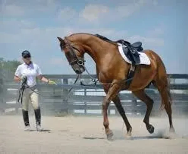 Properly Lunging a Horse