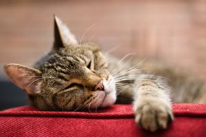 What to Feed Your Senior Cats