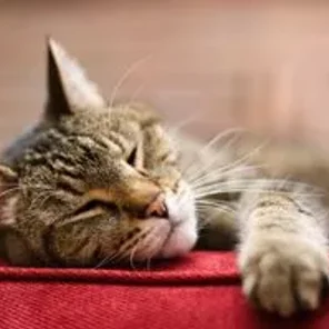What to Feed Your Senior Cats