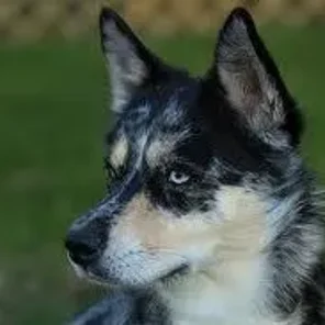 Ausky (Designer Dog)