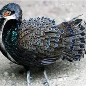 Bornean Peacock-Pheasant