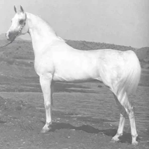 *ARAMUS