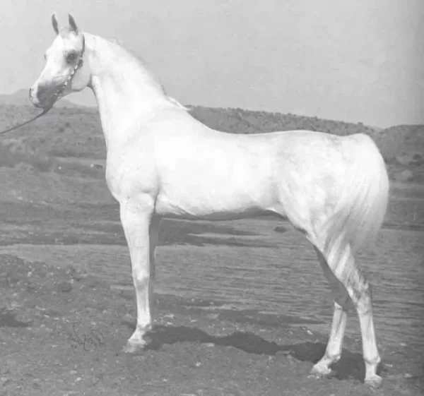 *ARAMUS